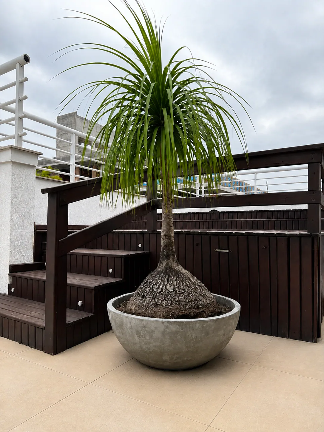 Vaso Daka — imagem 2