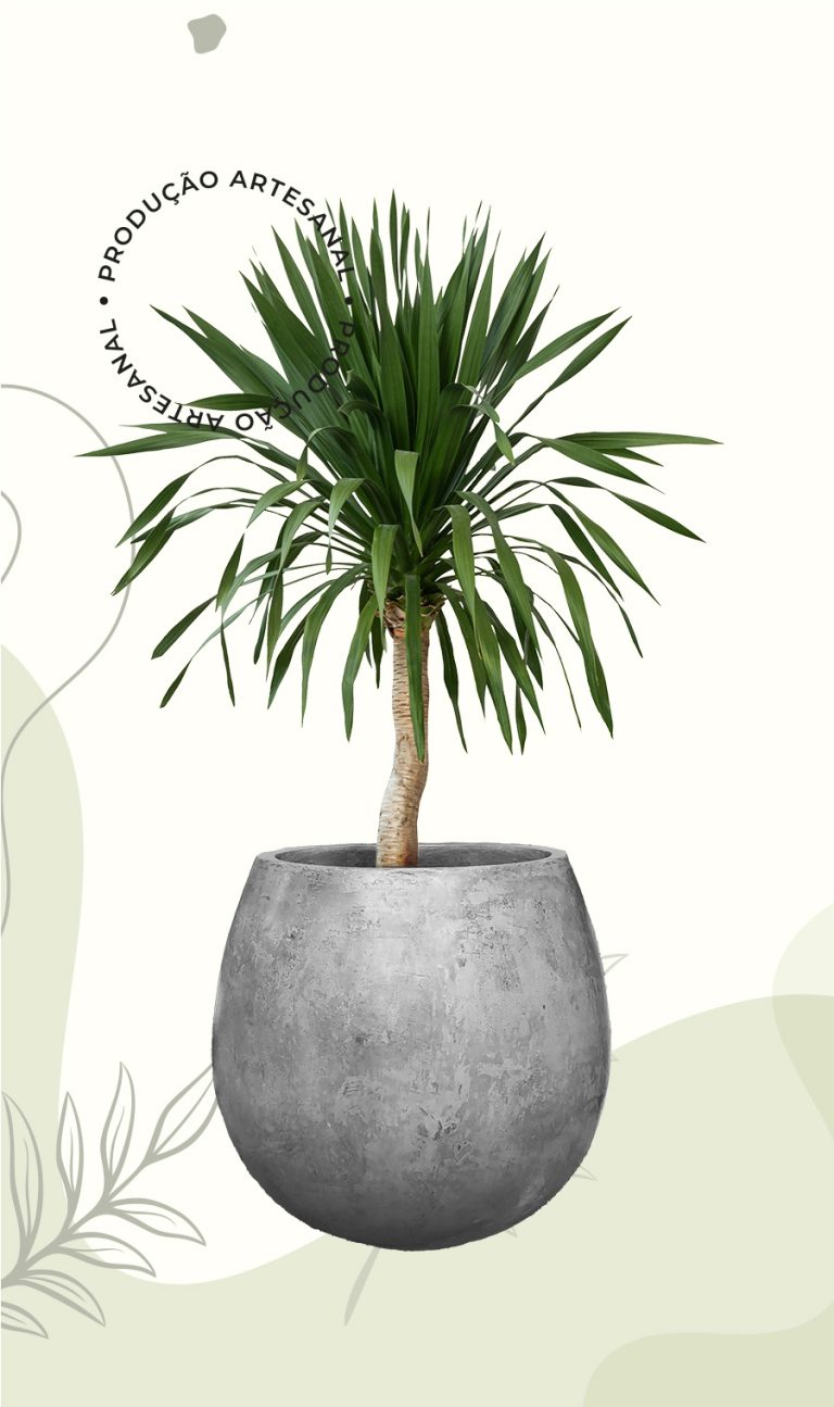 Vaso Dacar - Image 2